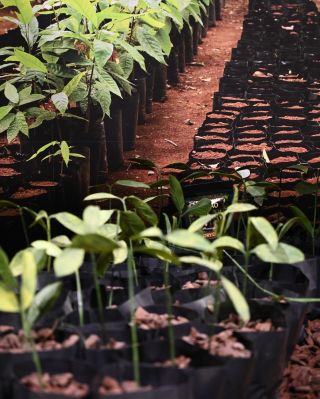 🕵️‍♀️ Najdete všechny tři balíčky našeho ceremoniálního kakaa schované na fotkách? Naše ceremoniální kakao je víc než jen...